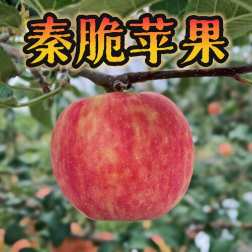 陕西白水秦脆苹果脆甜多汁