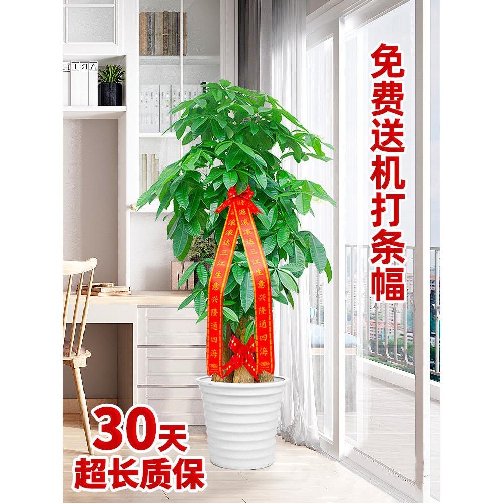北京步步高发财树客厅大盆栽大棵室内绿植大型植物开业办公室乔迁