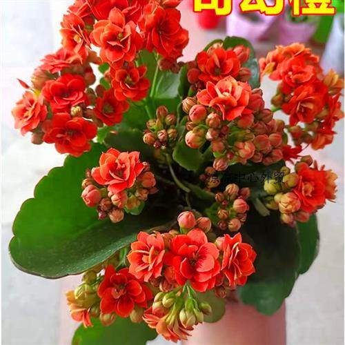 家养花,家养花盆栽,家养花种类_文秘苑图库