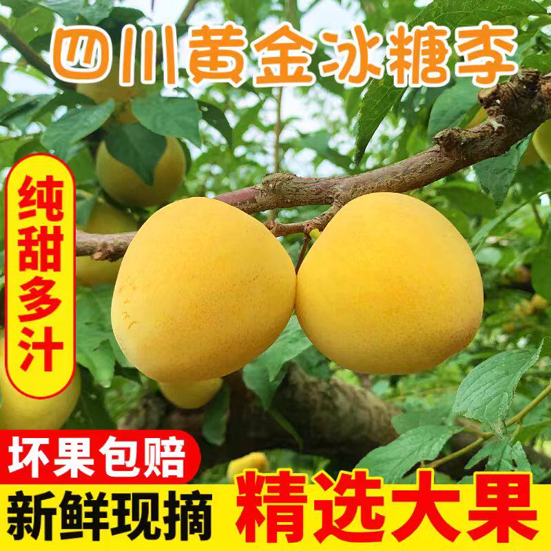 (果肉纯甜)四川汉源高山冰糖桃花李孕妇当季新鲜水果黄金奈李子