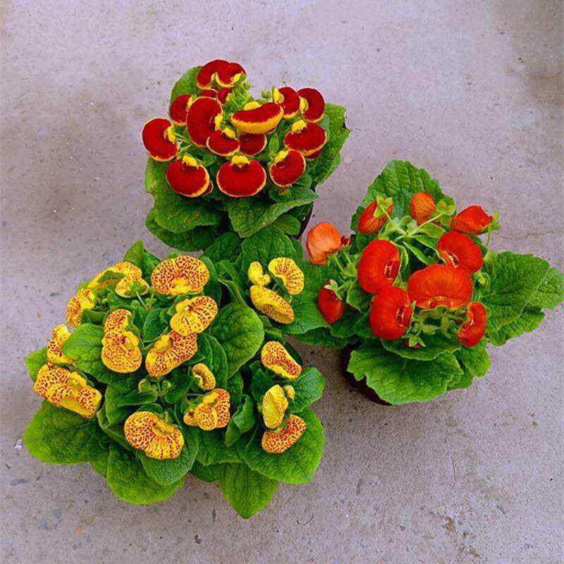 荷包花植物盆栽五彩荷包花盆栽 元宝花 蒲包花室内阳台耐寒花卉