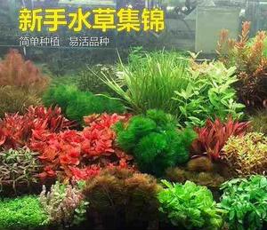 水生植物养鱼鱼缸装饰造景水草增氧水草水草植物活净水淡水水草