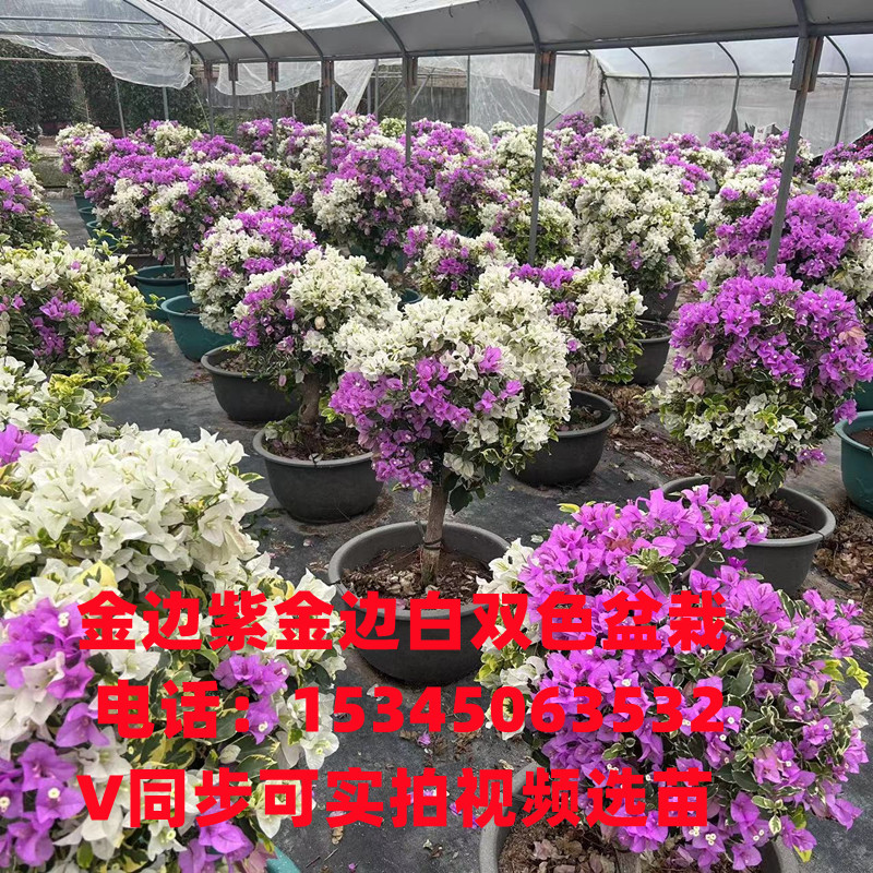 金边白三角梅球形盆栽棒棒糖造型金边紫三角梅四季开花花卉三角梅