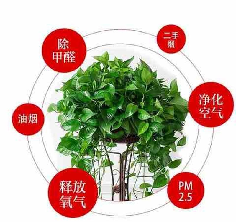 吸甲醛植物盆栽大全除甲醛新房家用植物绿萝去味除甲醛绿植懒人