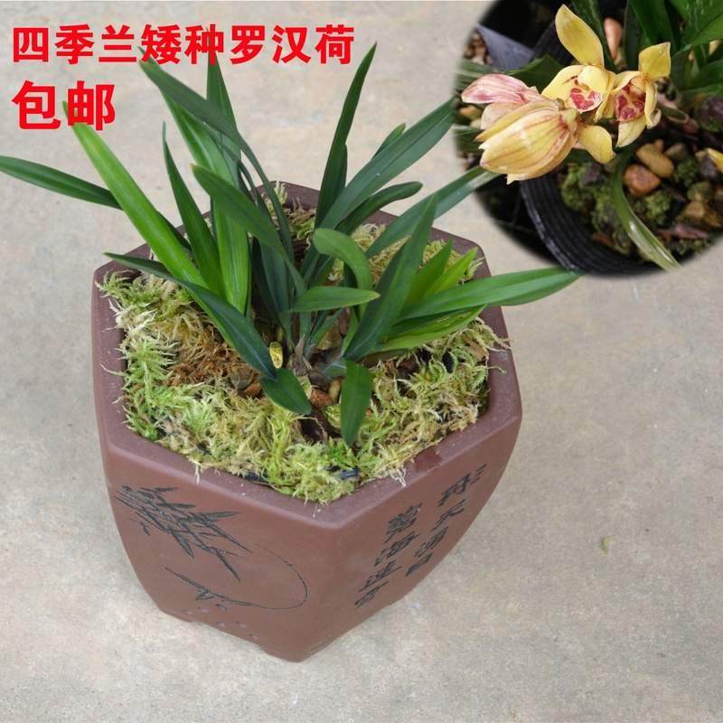 建兰四季兰矮种兰花苗罗汉荷 夏带花苞观花植物室内绿植盆栽花卉