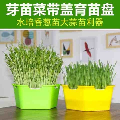 小豆芽盒子芽苗菜水培葱苗大蒜苗神器水养植物创意育苗盆种植