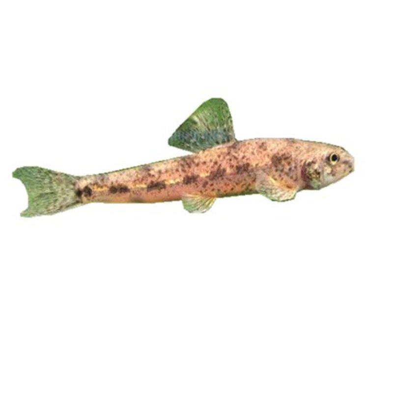 四川华吸鳅清道夫吸鳅爬岩鳅观赏鱼冷水鱼贵爬不加温观赏鱼原生鱼