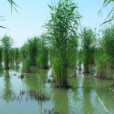 芦苇苗生植物净化污水水质池塘绿化岸边造景花卉芦苇草竹子芦苇根