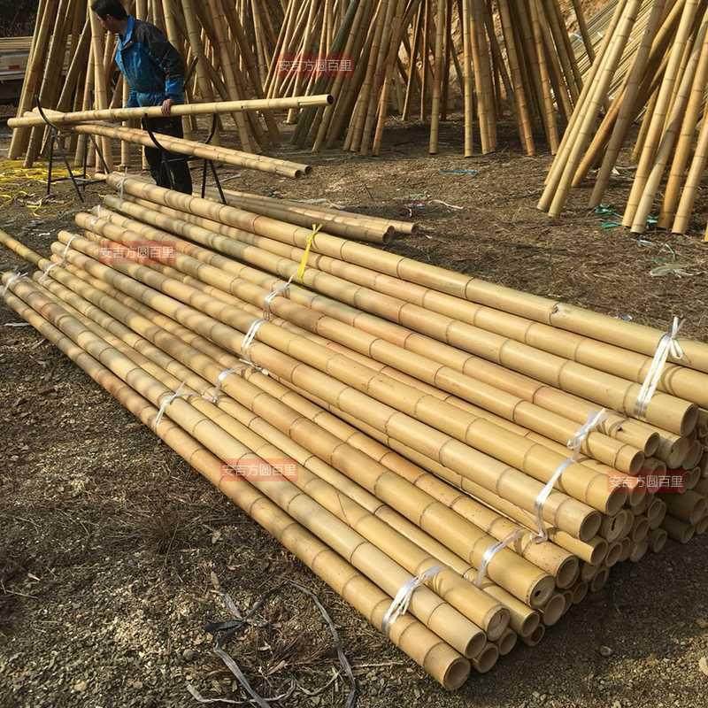 装饰毛竹杆吊顶竹子粗细毛竹楠竹装修隔断竹干篱笆旗杆跳舞白竹竿