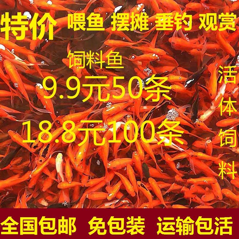 小鱼苗观赏鱼红草金鱼龟食龙鱼饲料鱼小型冷水草金鱼苗活鱼小金鱼