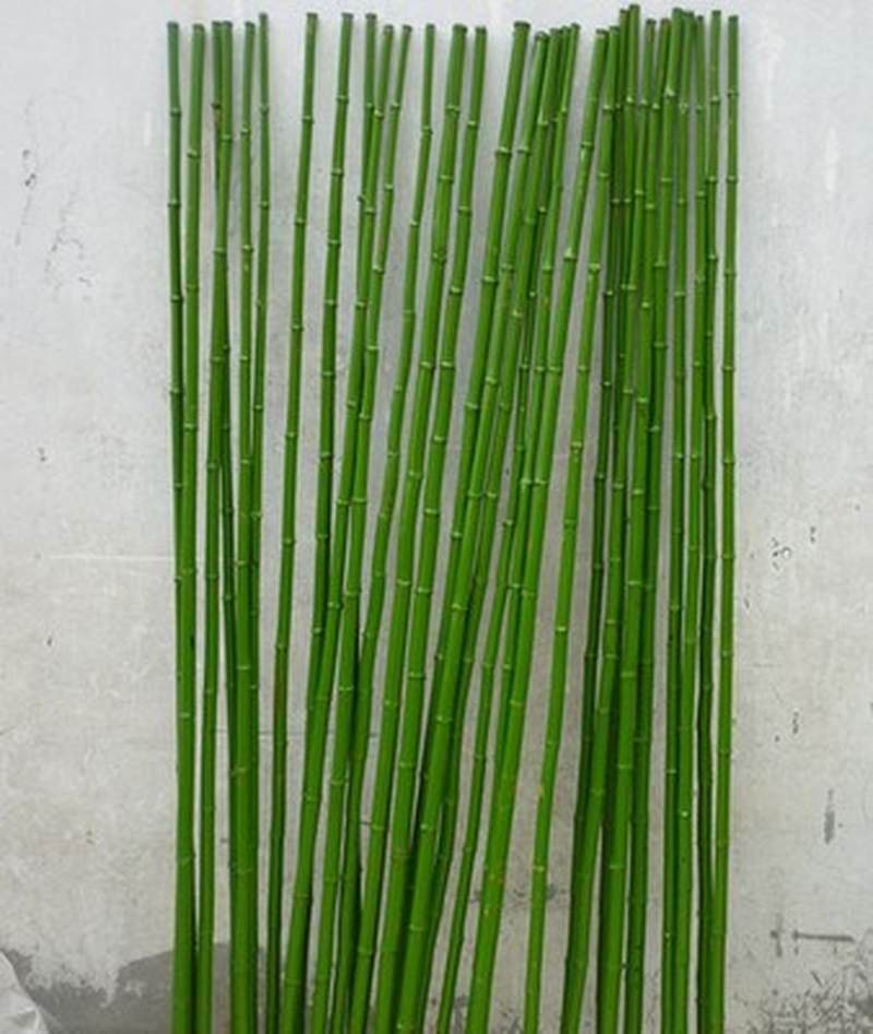 儿童竹竿舞蹈仿真装饰绿竹真竹杆跳舞舞台道具表演演出竹马笃笃驾