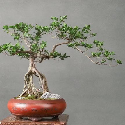 提根栀子花老桩盆景四季常青开花结果绿植一物一拍按图发货好养活