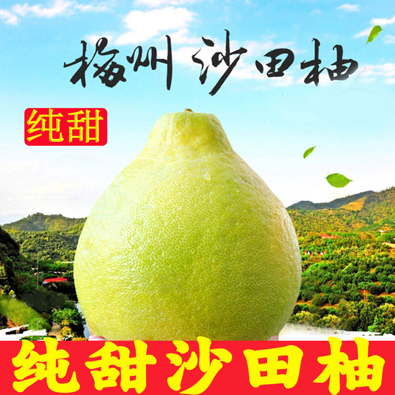 梅州沙田柚梅县金柚正宗纯甜不酸