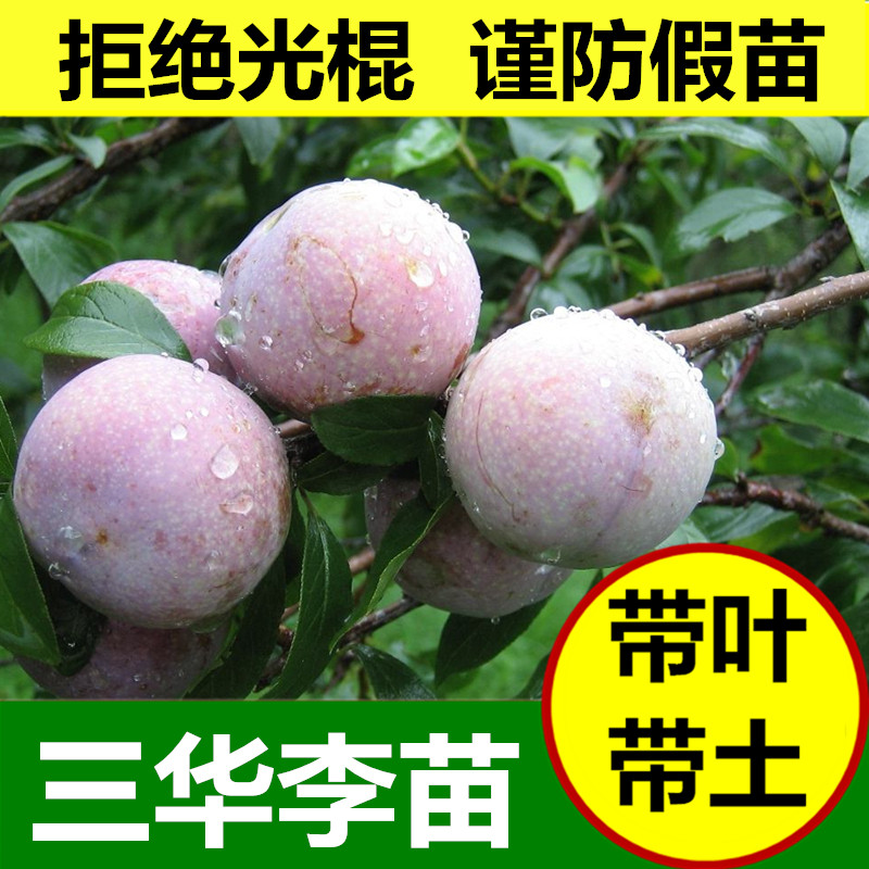 的购物车 李子苗三华果树苗美早熟迟带土叶广西发货盆栽地栽包邮新品推荐 李姓名字大全