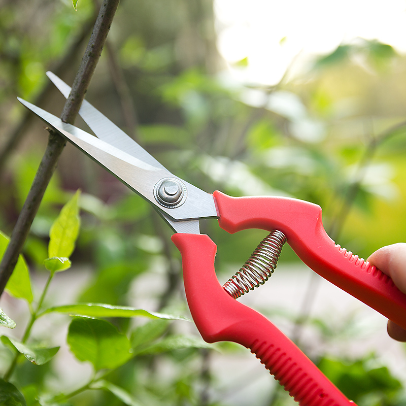 帮手不锈钢直头锯齿稀果葡萄树