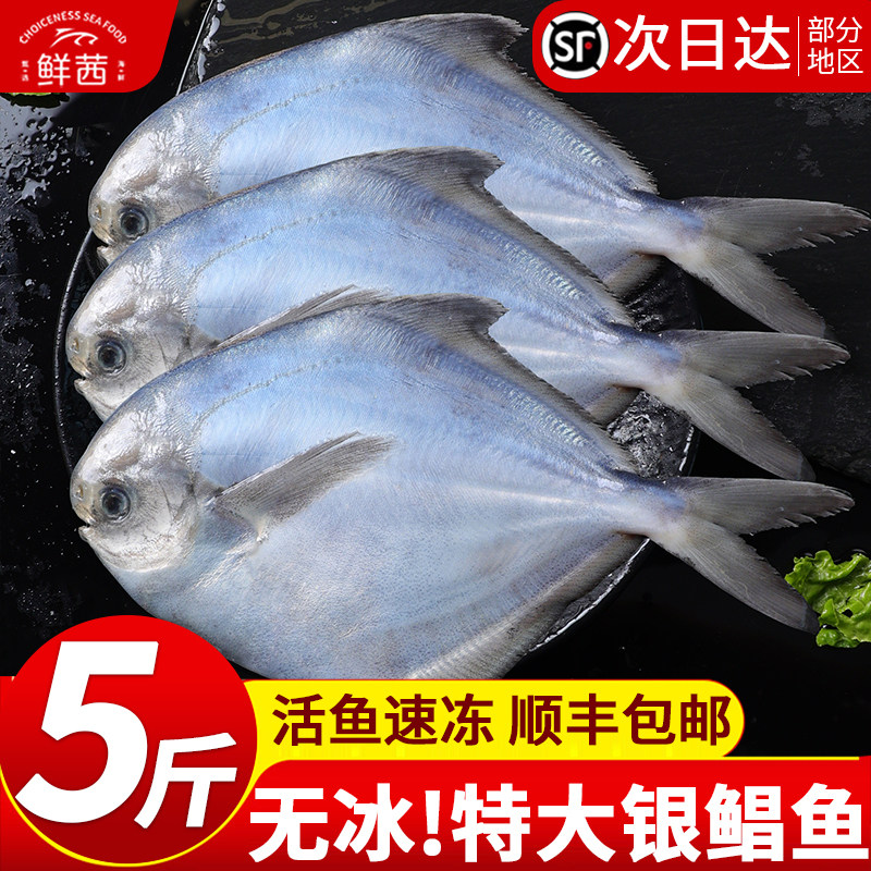 新鲜银鲳鱼鲜活冷冻野生特大号海鲜平鱼鲳鳊鱼白鲳鱼水产批发商用图片