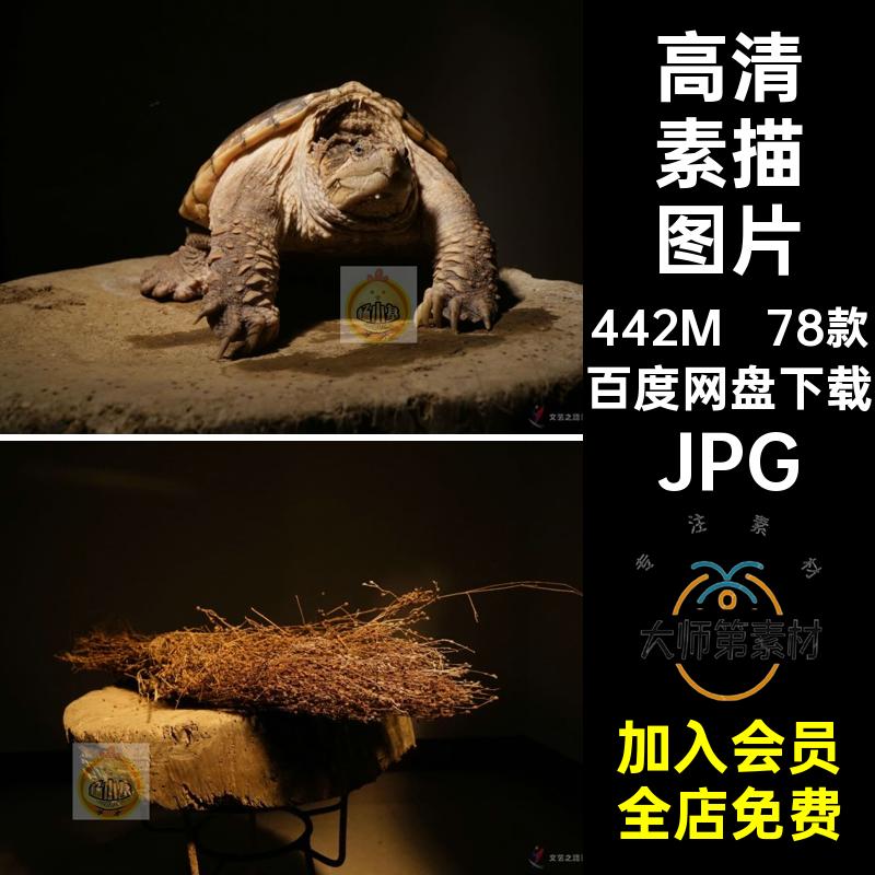 78款绘画素描图片电子照片艺美术绘画素材高清JPG微素电子版参考