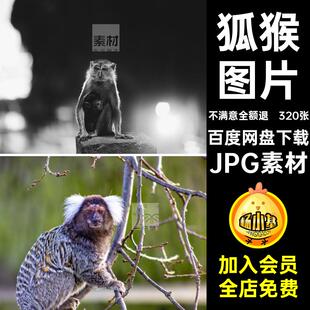 320张爬树猴子灵长类动物猕JPG素材照片狐猴小高清幼图片长臂猿