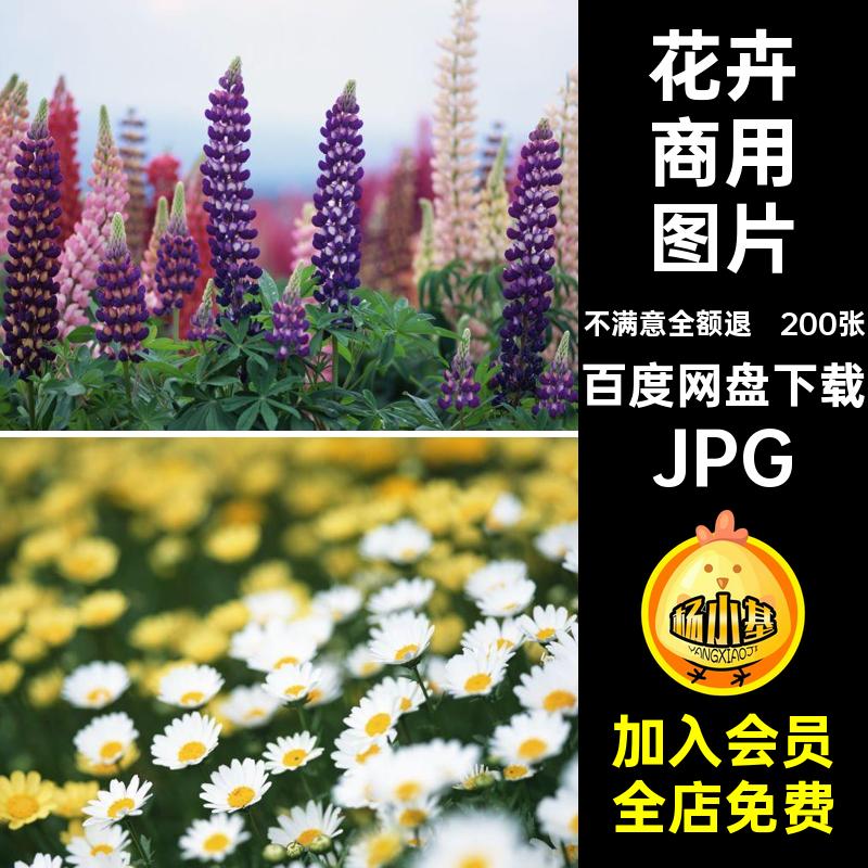 200张郁金香花朵花卉JPG樱花摄影高清照片风景图片日系向日葵花田