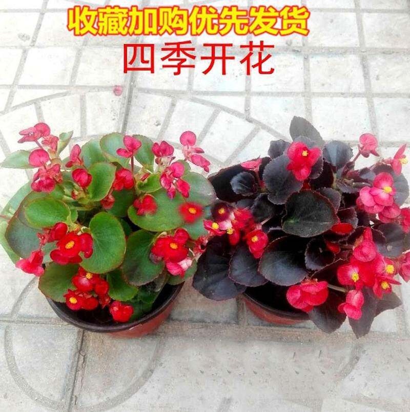 海棠重瓣玻璃翠花苗大叶植物花室内海堂花海棠盆栽四季四季花卉