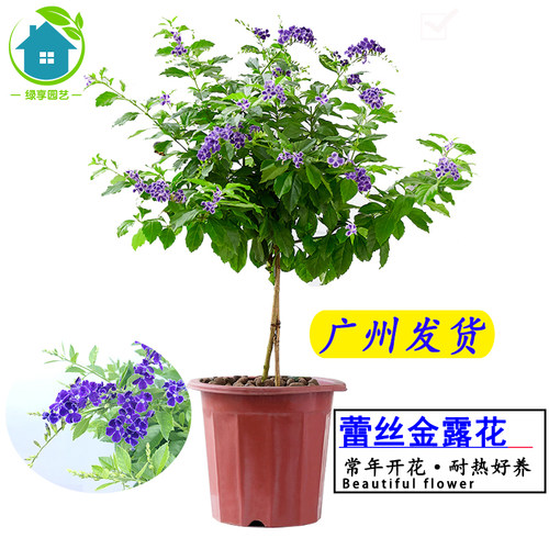 盆栽庭院室外耐晒植物蕾丝金露花