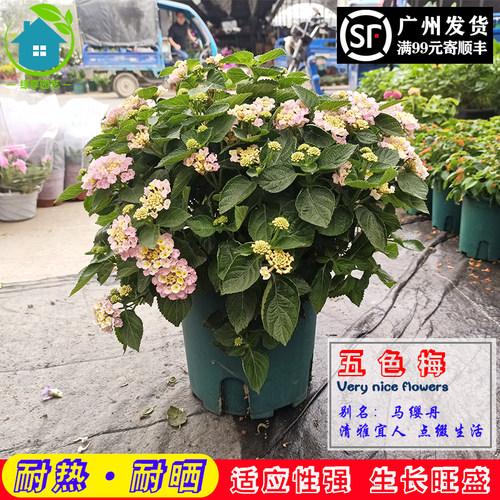 鲜花四季开花耐晒耐热多年生植物