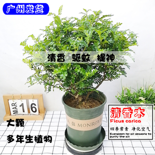 清香木盆栽香叶树紫柚木青香树四季常青驱蚊耐热庭院阳台室内植物