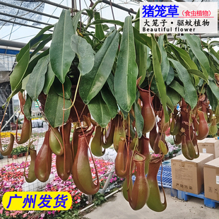 猪笼草盆栽绿植食虫驱蚊植物花卉室内空气净化常年可长笼子易活