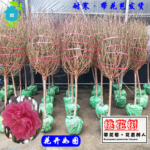 桃花树寿星桃花盆栽年花耐寒鲜花花苞多庭院阳台客厅室内植物花卉