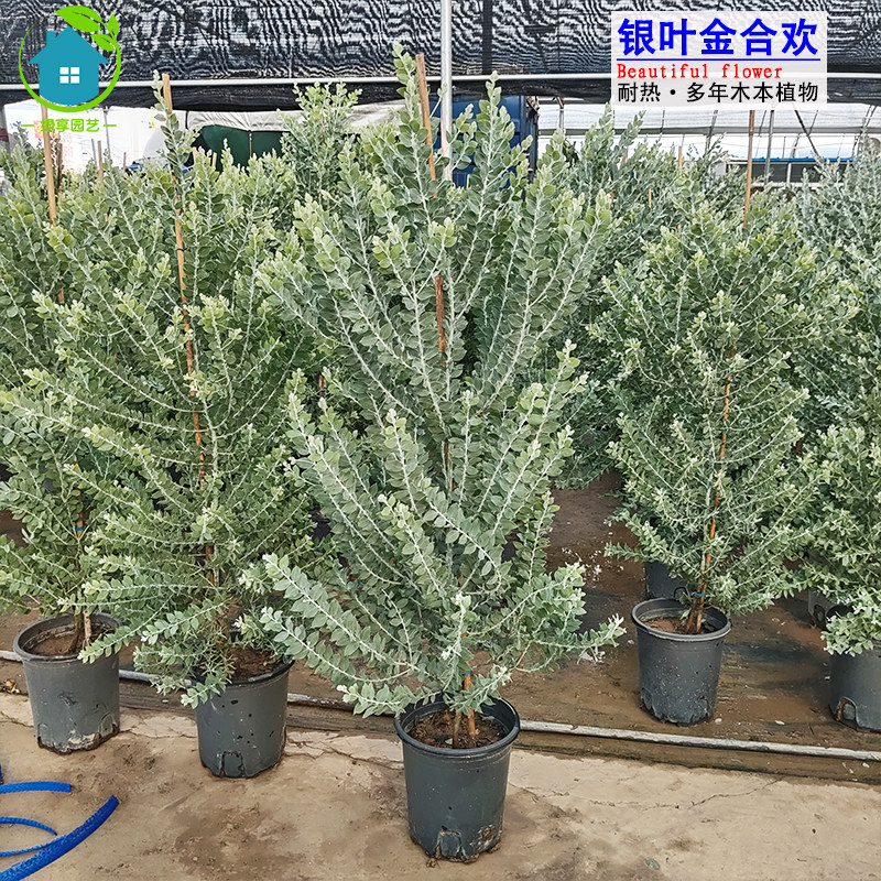 银叶金合欢盆栽耐热四季常青