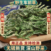 车前草500g克野生新货中药材车前草干货泡茶新鲜泡水喝车前草茶