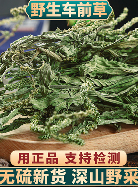 车前草500g克野生新货中药材车前草干货泡茶新鲜泡水喝车前草茶
