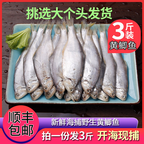 新鲜连云港赣榆特产油扣黄鲫鱼