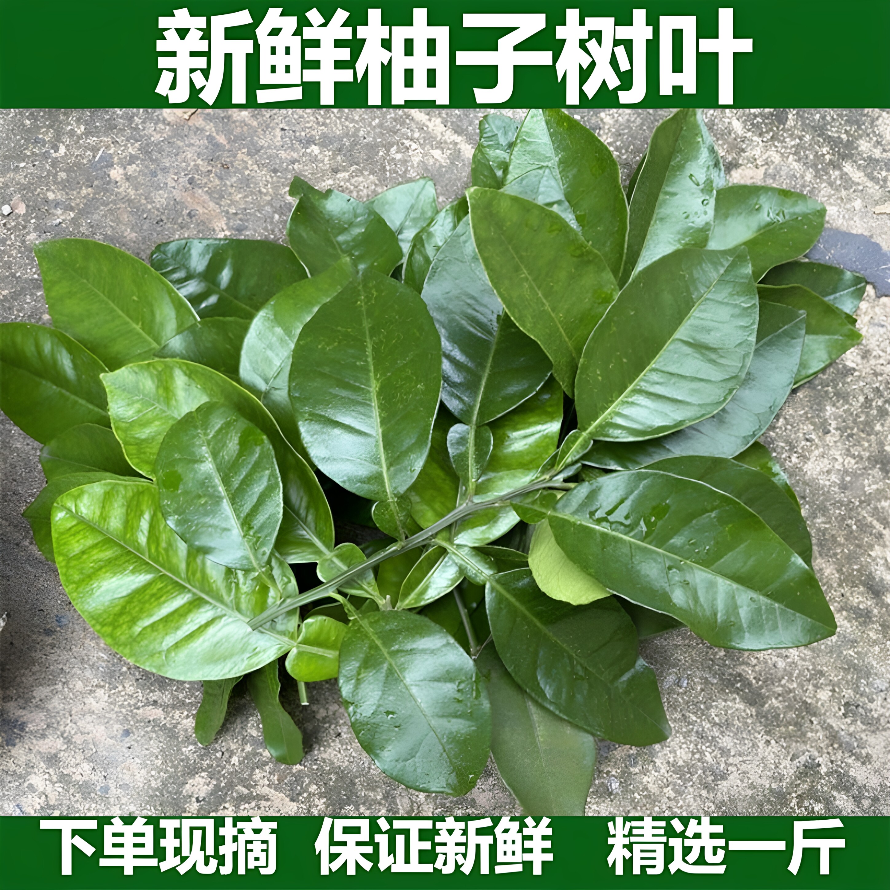 新鲜现摘柚子叶开运祈福沐浴老树