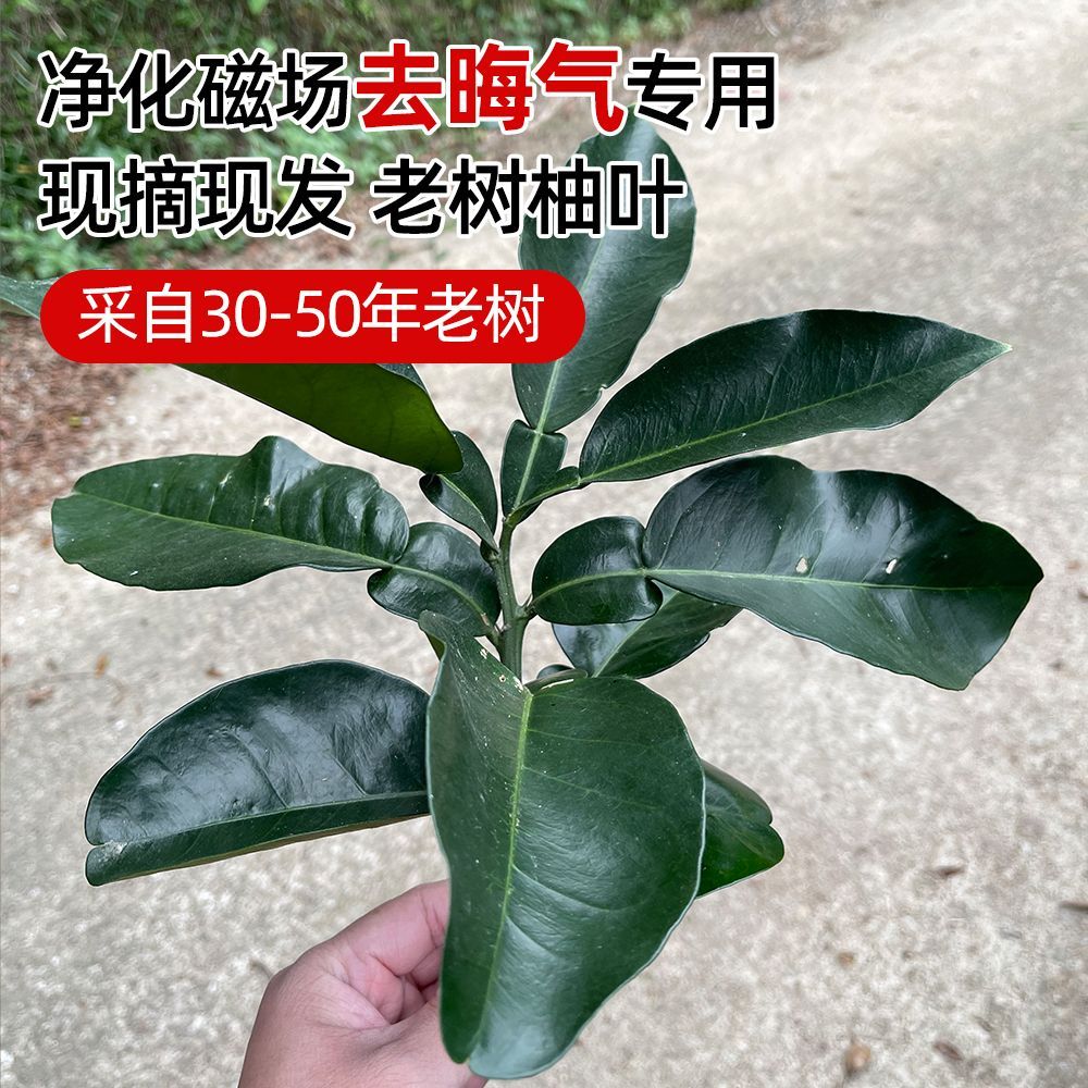 新鲜现摘柚子叶开运祈福沐浴老树