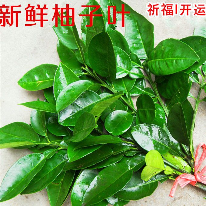 新鲜现摘柚子叶开运祈福沐浴老树