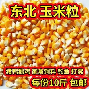 10斤玉米粒喂鸡鸭鹅鸽子猪牛羊兔子动物鸟饲料钓鱼打窝苞谷干玉米