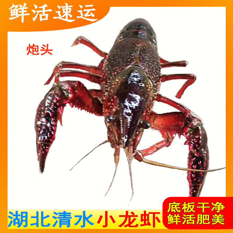 43.00元包邮清水养殖小龙虾水产鲜活规格批海鲜