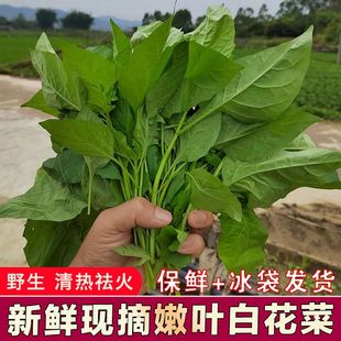 野生龙葵草新鲜现摘白花菜嫩尖叶部分中草药材假辣椒叶做汤炒煮拌
