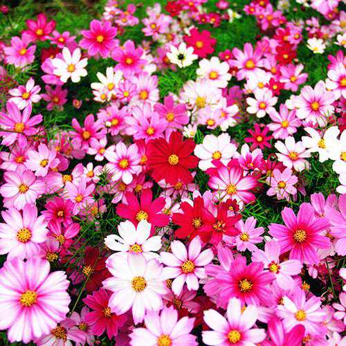 “热”太花可抗病虫新失