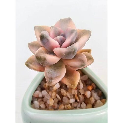 【奶油杏子色】美杏锦粉