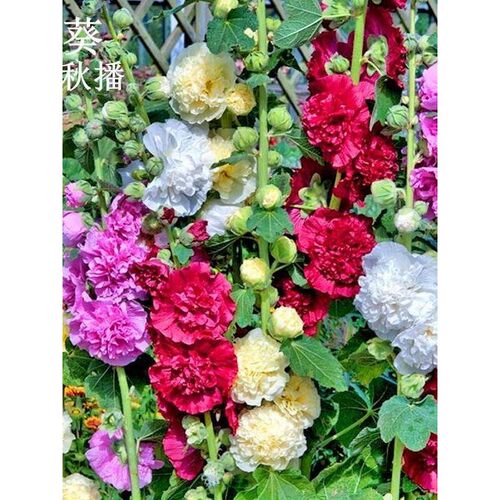 【中贵重瓣葵一红花似梦