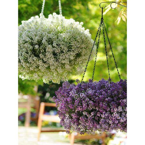 冰奇同“”如繁星铺药清