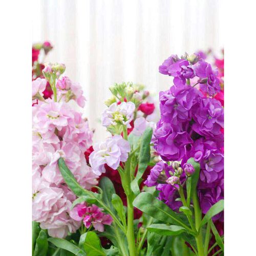 紫韵满香】杆紫蝴蝶停歇