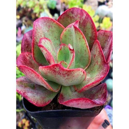 初吻大叶秀妍赠予挚爱名