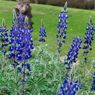 鲁冰花让小院长出永不凋谢的思念 似铃铛串串 摇出故乡的温柔诗意