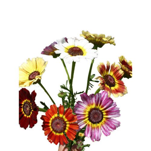 带“油画滤”环轮打色吹