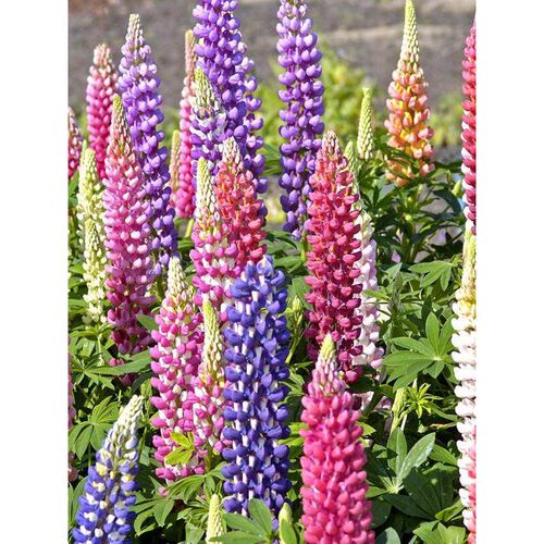 鲁冰羽开花优美铃状花序