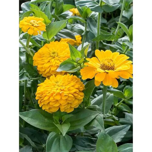 色重瓣对叶菊球花金自光