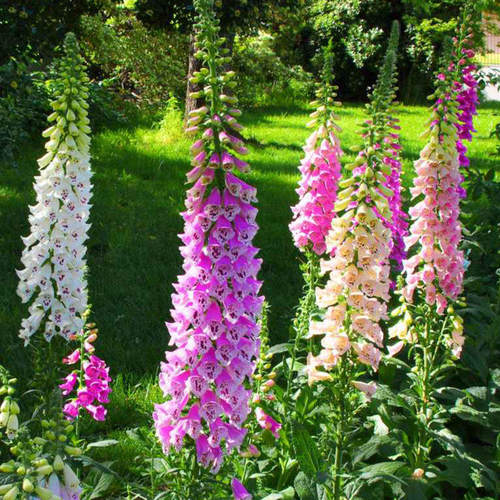 “妖精钟形花”地黄顶色